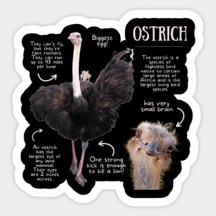 Animal Facts - Ostrich Sticker